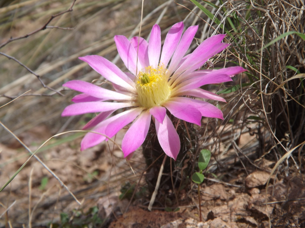 Echinocereus palmeri  iNaturalist