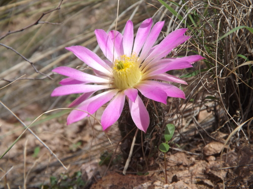 Echinocereus palmeri Britton & Rose
