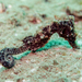 Observation photo