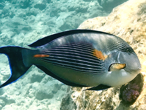 Sohal Surgeonfish