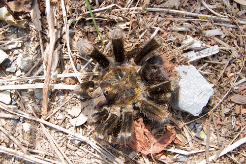 Phormictopus cautus