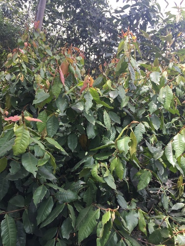 Prunus lusitanica image