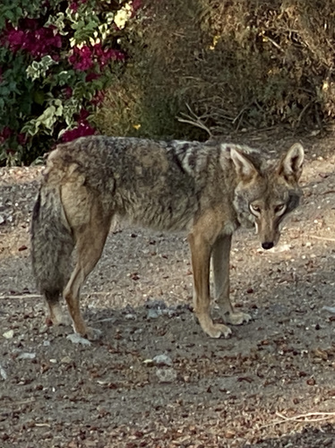photo of Coyote (Canis latrans)