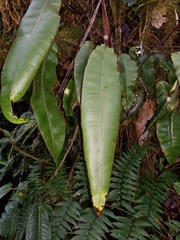 Image of Elaphoglossum erinaceum