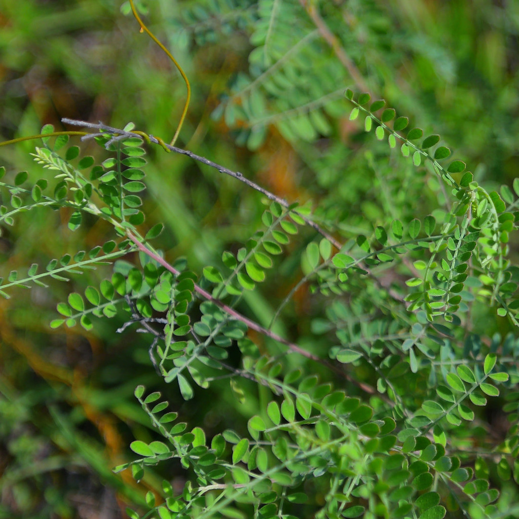 Florida prairie-clover in July 2021 by Pablo L Ruiz · iNaturalist