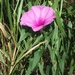 Saltmarsh Morning-Glory - Photo (c) differentdrummer, all rights reserved