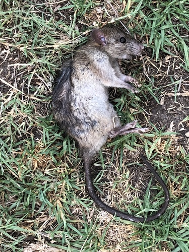 photo of Black Rat (Rattus rattus)