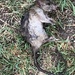 photo of Black Rat (Rattus rattus)
