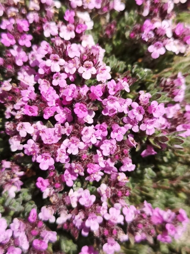 Thymus perinicus · iNaturalist