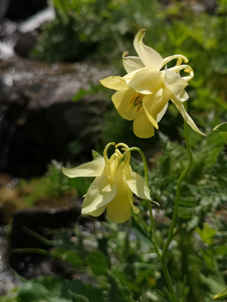Golden columbine