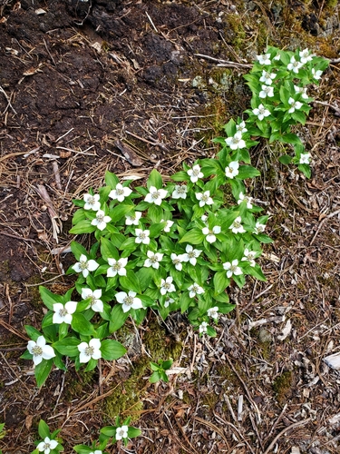 Western Bunchberry