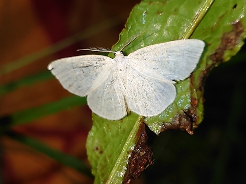 Northern Wave Moth
