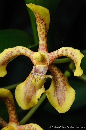 Scandens Orchid