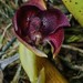 Bulbophyllum elevatopunctatum - Photo (c) Chien Lee, todos los derechos reservados