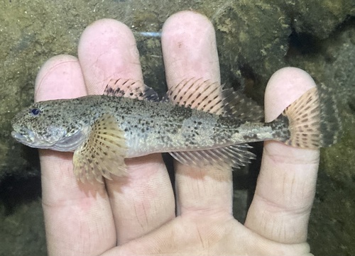 Torrent Sculpin