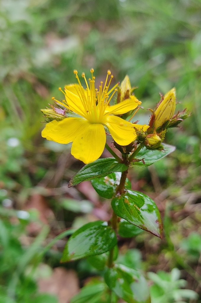 Hypericum elodeoides (Hypericum elodeoides)