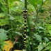 Anotogaster basalis - Photo (c) PAWAN SINGH KORANGA, all rights reserved, uploaded by PAWAN SINGH KORANGA