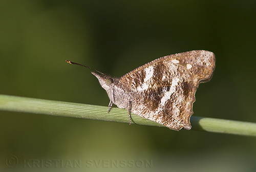 Northern African Snout