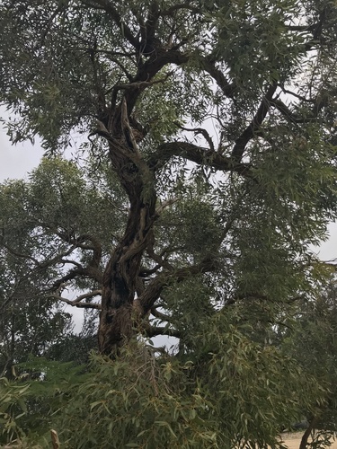 Eucalyptus patens · iNaturalist Mexico