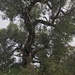 Eucalyptus patens - Photo 由 Donna Inglis 所上傳的 (c) Donna Inglis，保留所有權利