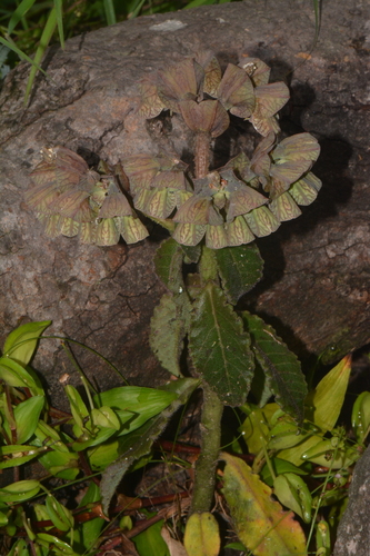 Euphorbia pseudohirsuta
