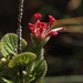 Stachytarpheta villosa - Photo (c) Rodolph Delfino Sartin, all rights reserved, uploaded by Rodolph Delfino Sartin