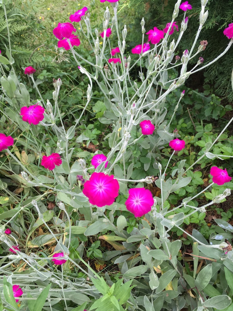 Silene coronaria — a medium houseplant, prefers full sun light