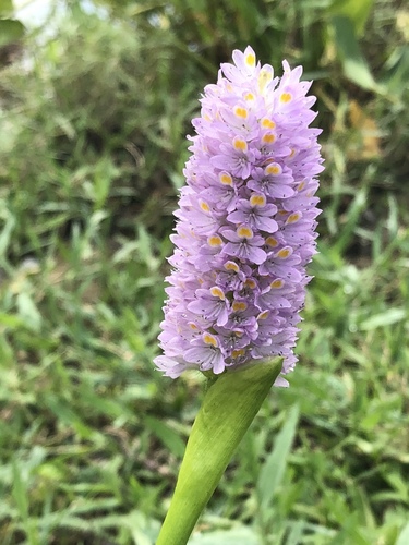 Pontederia sagittata