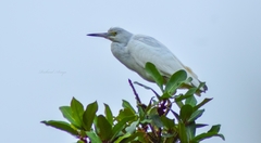 Egretta caerulea image