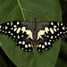 Papilio Ajedrezado - Photo (c) Akshaya Sivaprasad, todos los derechos reservados, subido por Akshaya Sivaprasad