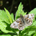 Tufted Marbled Skipper - Photo (c) Tig, all rights reserved