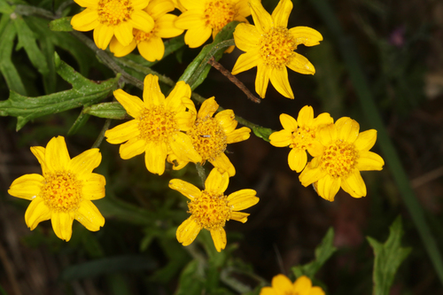 San Mateo woolly sunflower (Eriophyllum latilobum)