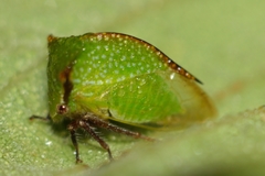 Stictocephala nr. stimulea