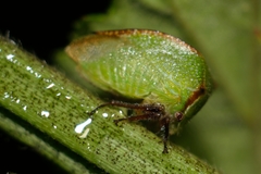 Stictocephala nr. stimulea