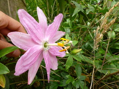 Image of Passiflora tripartita