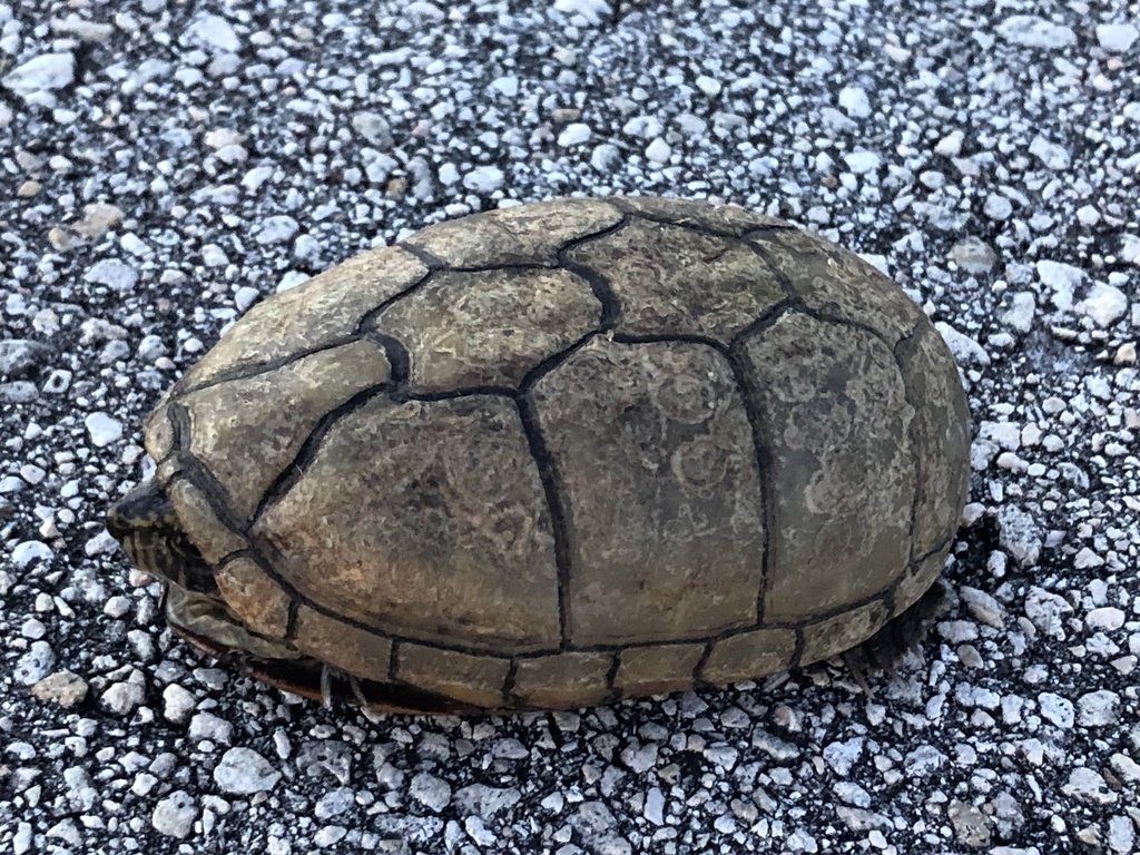 Striped Mud Turtle from Everglades National Park, Homestead, FL, US on ...