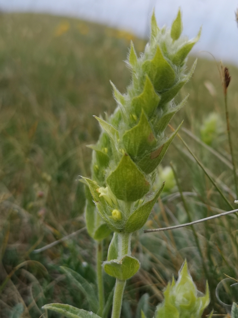 Sideritis scardica  iNaturalist