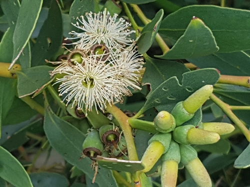 Eucalyptus utilis Brooker & Hopper