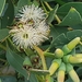 Eucalyptus utilis - Photo (c) entropyandroar, all rights reserved