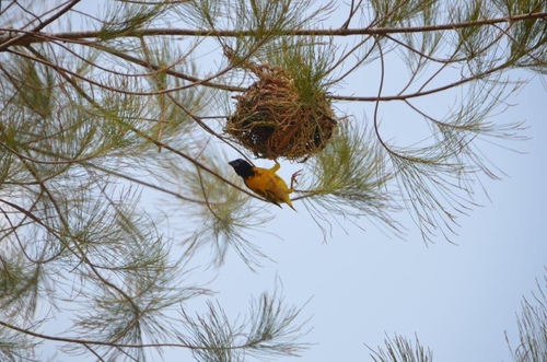 Village Weaver
