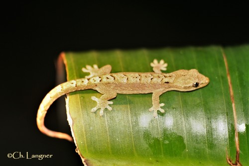 Mourning Gecko