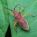 Gonocerus insidiator - Photo (c) Marco Huang, todos los derechos reservados, uploaded by Marco Huang