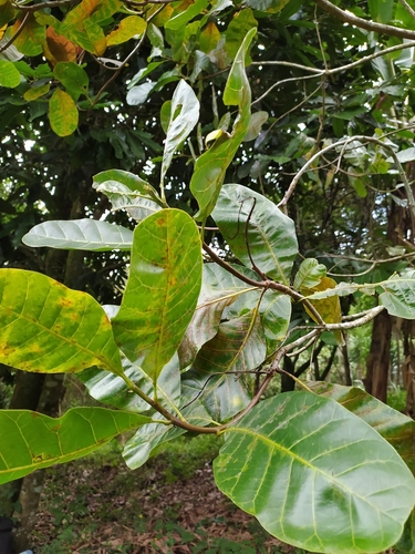 Anacardium occidentale - Leaves