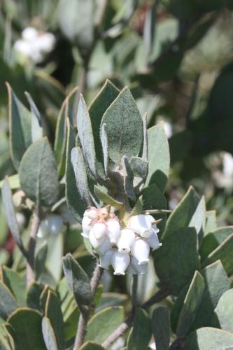 Arctostaphylos nortensis
