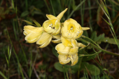 Delphinium luteum