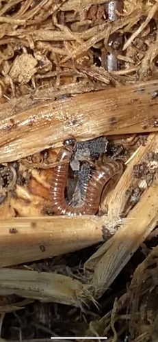 photo of Millipedes (Diplopoda)