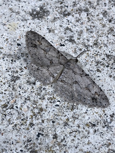 photo of Common Gray (Anavitrinella pampinaria)