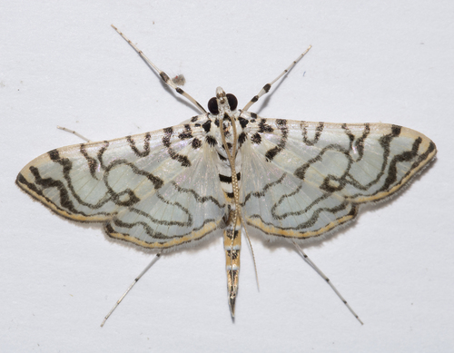 Conchylodes aquaticalis