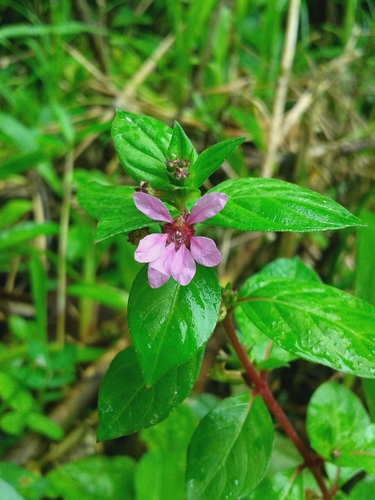 How to identify Cuphea strigulosa Kunth