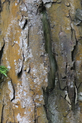 Retrophyllum rospigliosii image
